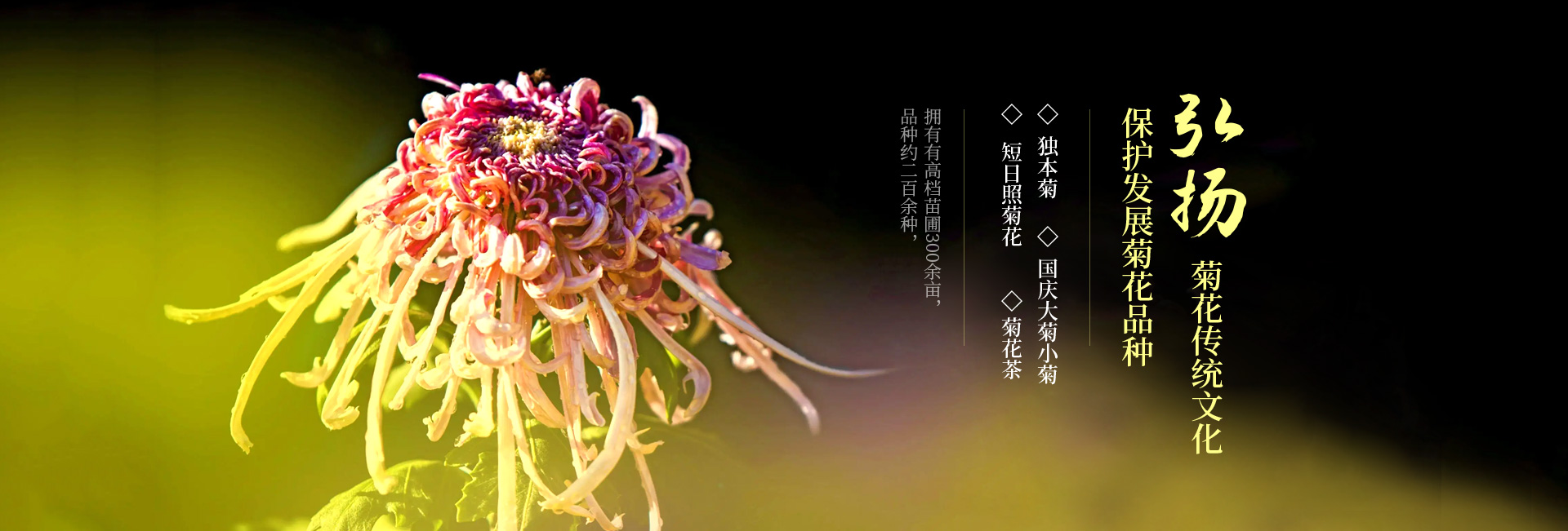 滑县宗令菊花种植农民合作社