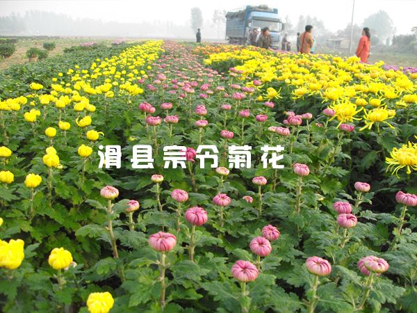 菊花种植方法