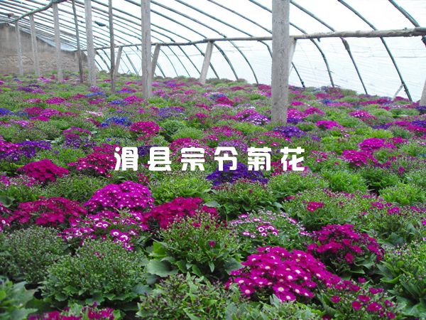 种植基地