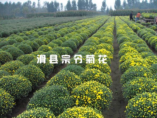 菊花销售-8