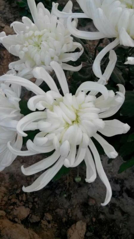 珠紫盘龙