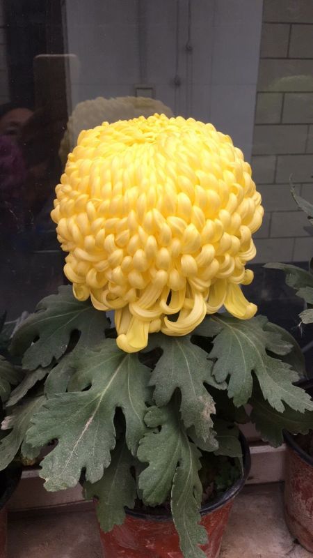 国华雨晴