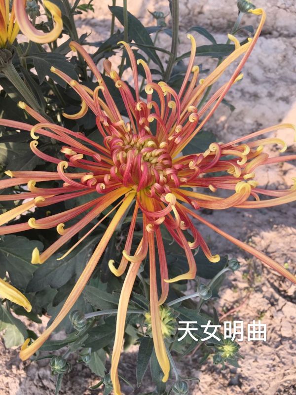 国华雨晴